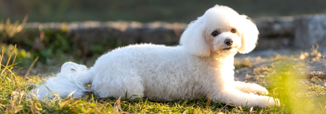 Bichon frisé blanc