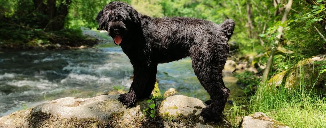 Black Russian Terrier