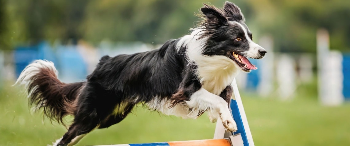 Border Collie sport canin