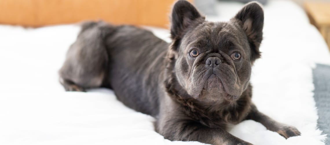 Bouledogue français fluffy