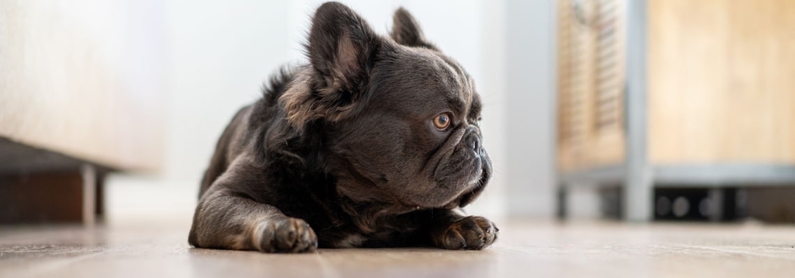 Bouledogue français à poil long