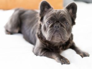 Bouledogue français fluffy