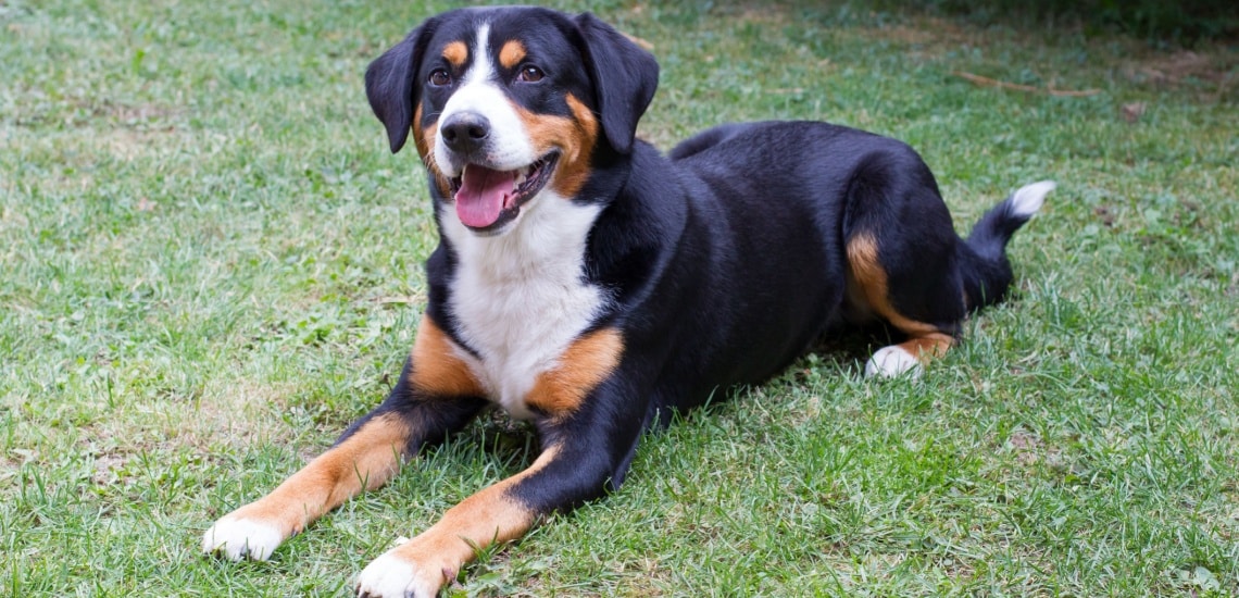 Bouvier de l'Entlebuch