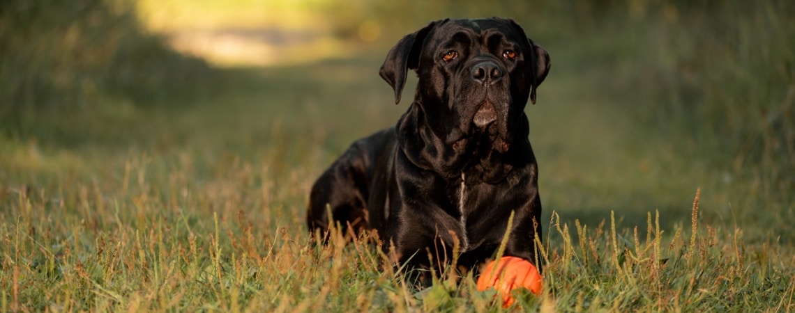 Cane Corso avec balle