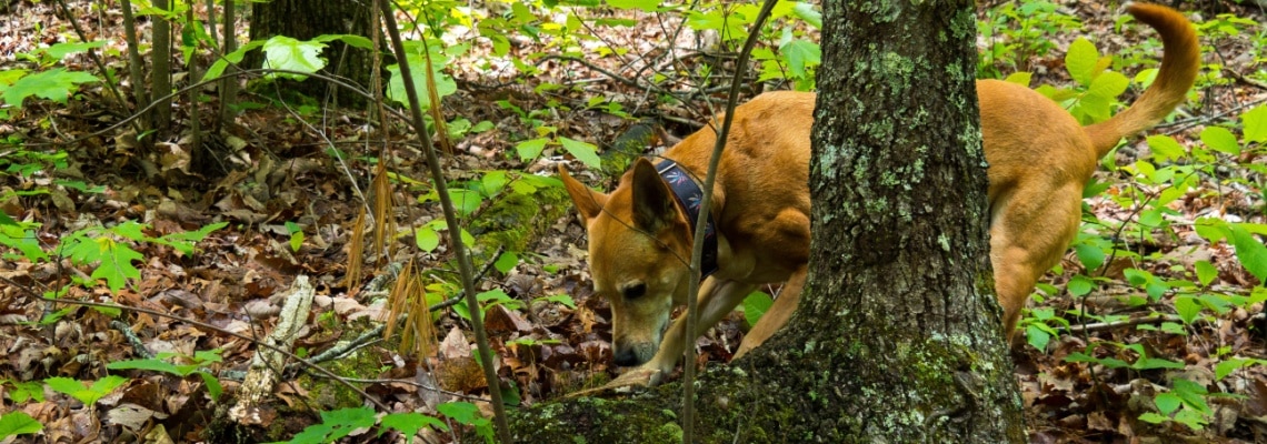 Carolina dog chasse