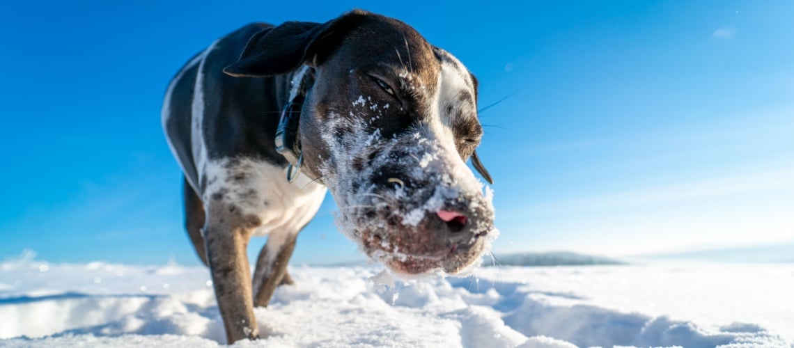 Catahoula Leopard Dog