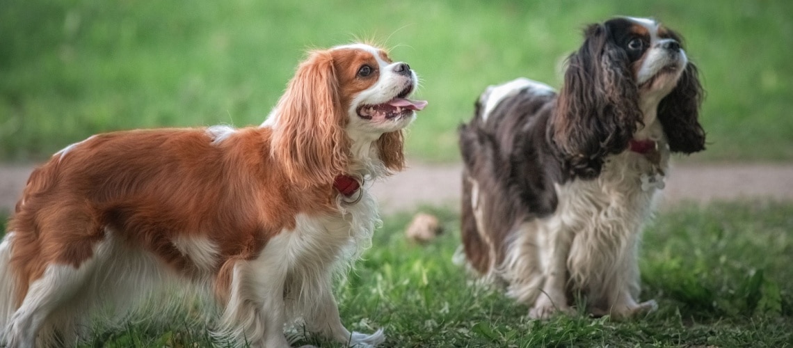 Cavalier King Charles