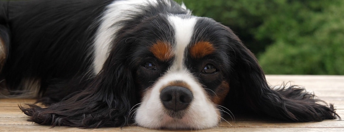 Cavalier King Charles