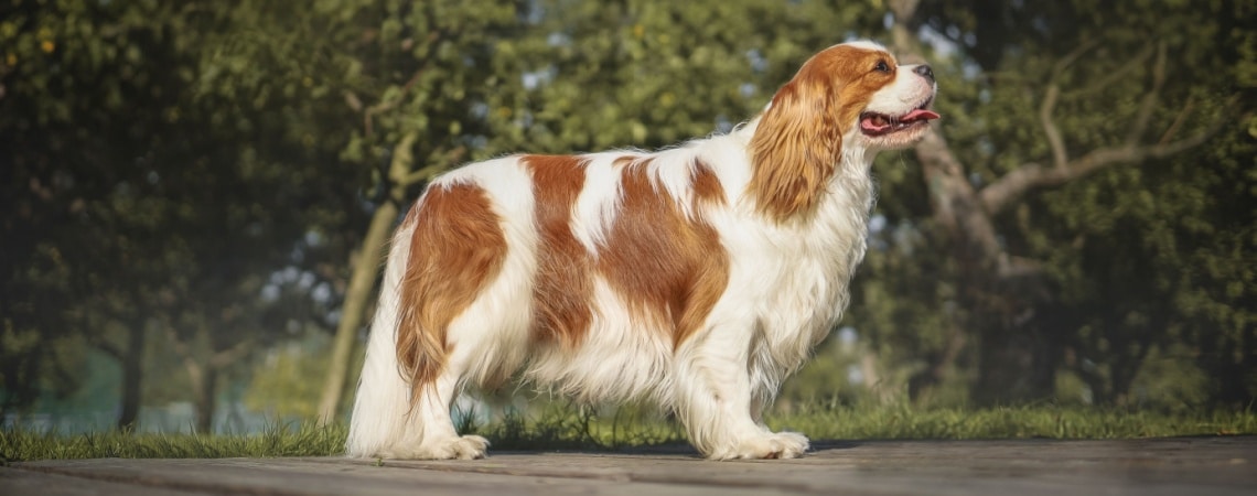 Cavalier King Charles