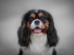 Cavalier King Charles