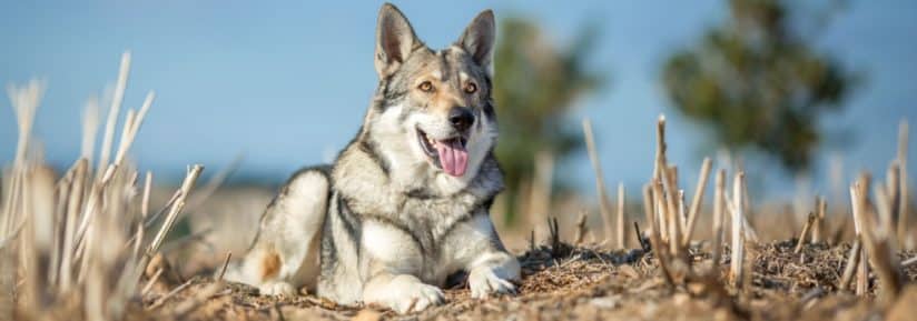 Chien Loup de Saarloos