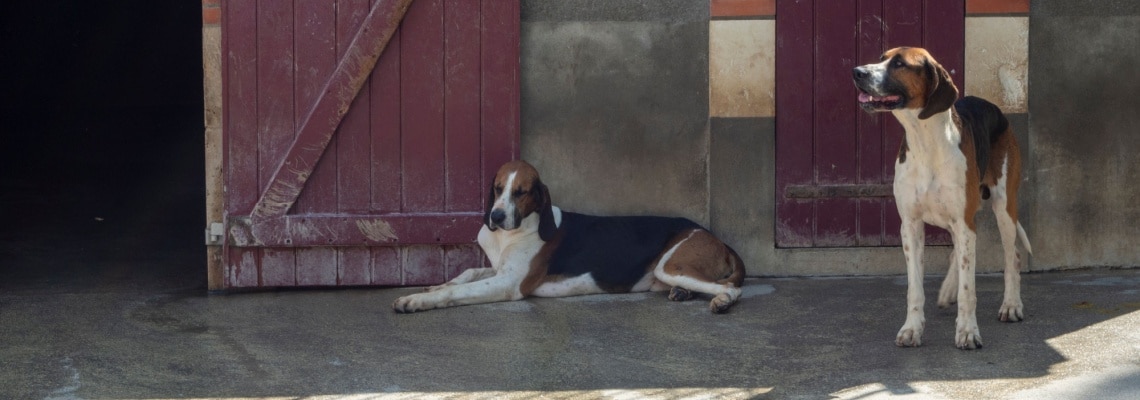 Chien courant poitevin