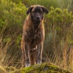 Chien de la Serra da Estrela