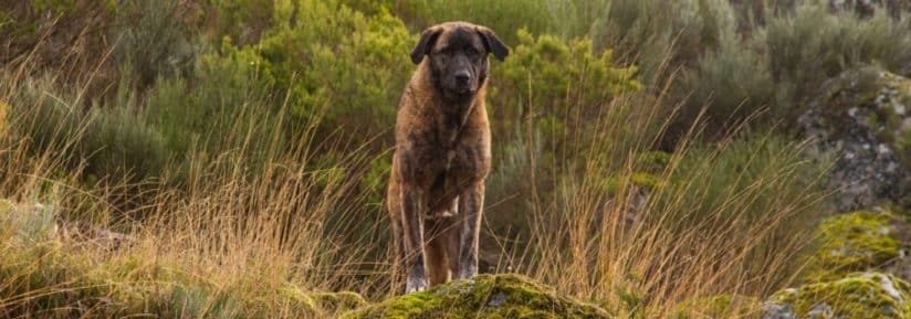 Chien de la Serra da Estrela