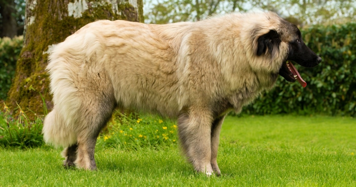 Chien de montagne portugais