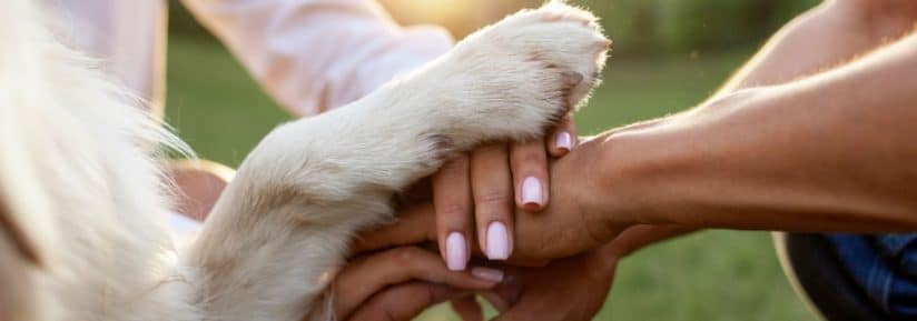 Chien de travail