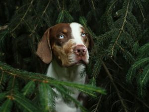 Chien léopard Catahoula