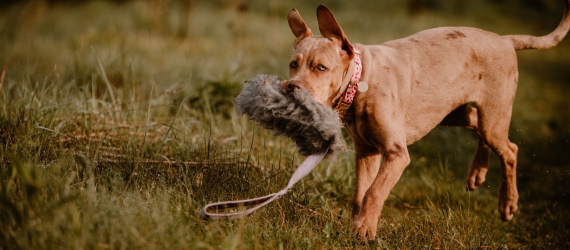 Chien léopard Catahoula (2)