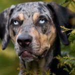 Chien léopard catahoula