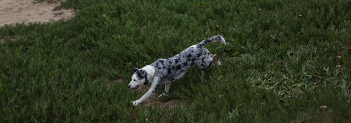 Chien léopard catahoula