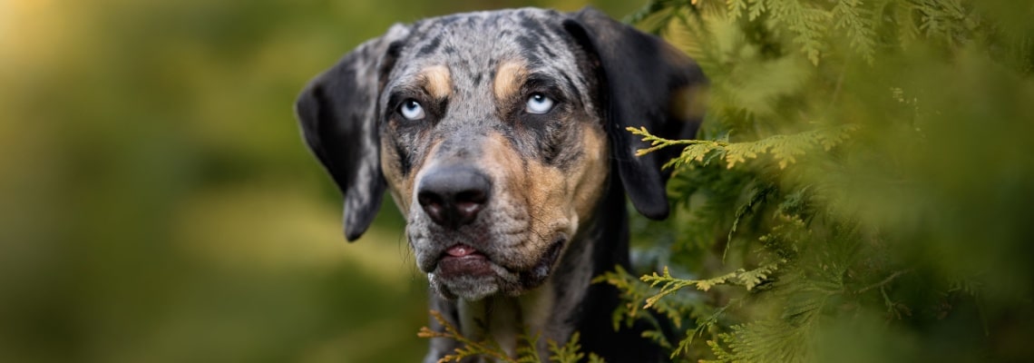 Chien léopard catahoula