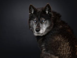 Chien loup américain