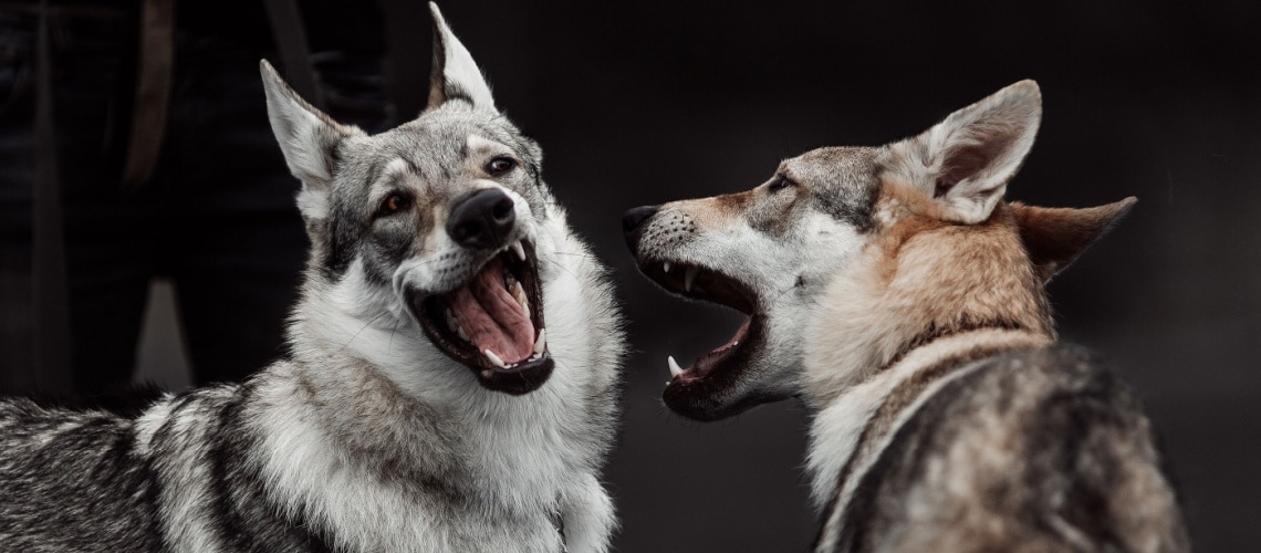 Chien loup de saarloos avec autre chien