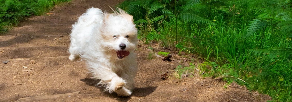 Coton de Tuléar blanc