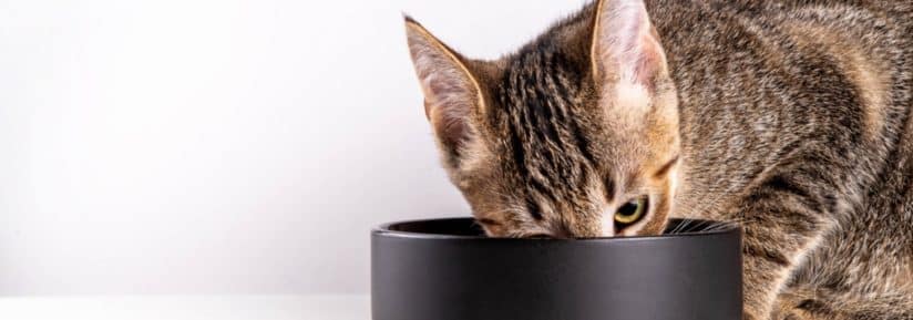 Croquette pour chat avec allergies de peau