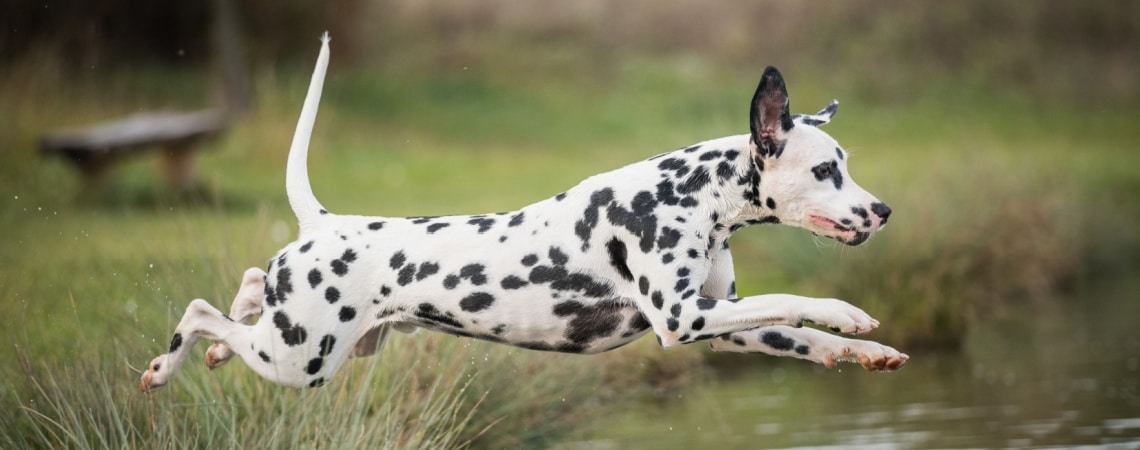 Dalmatien 