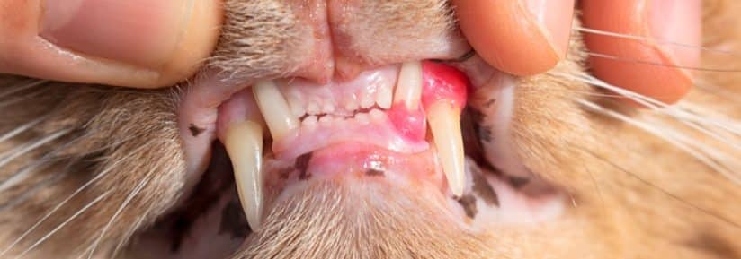 Dentition du chat