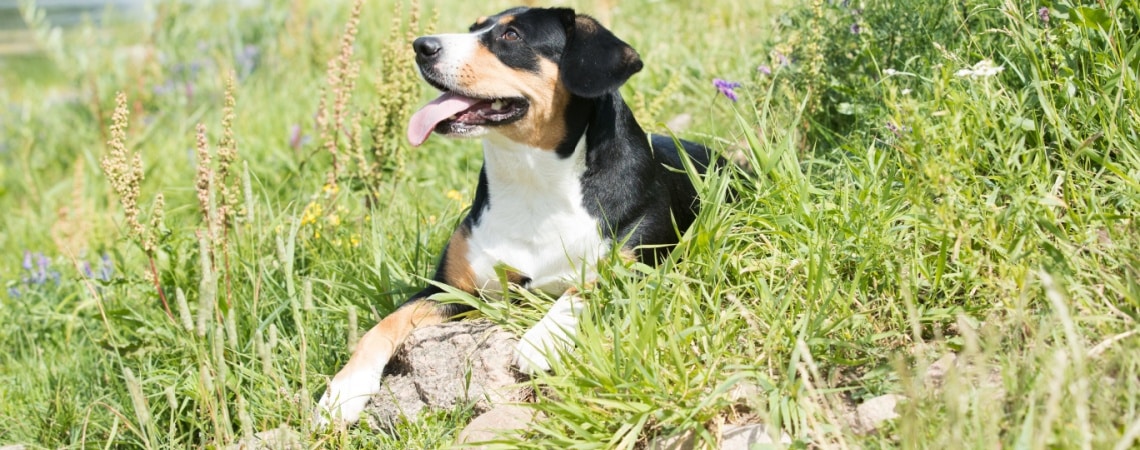 Entlebucher Sennenhund