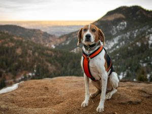 Foxhound américain