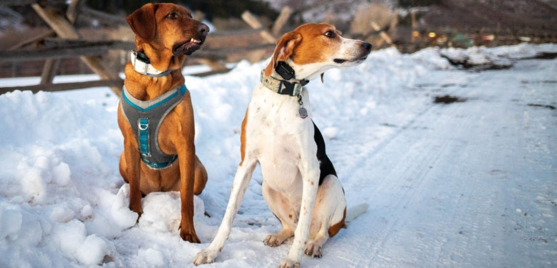 Foxhound américain avec autre chien