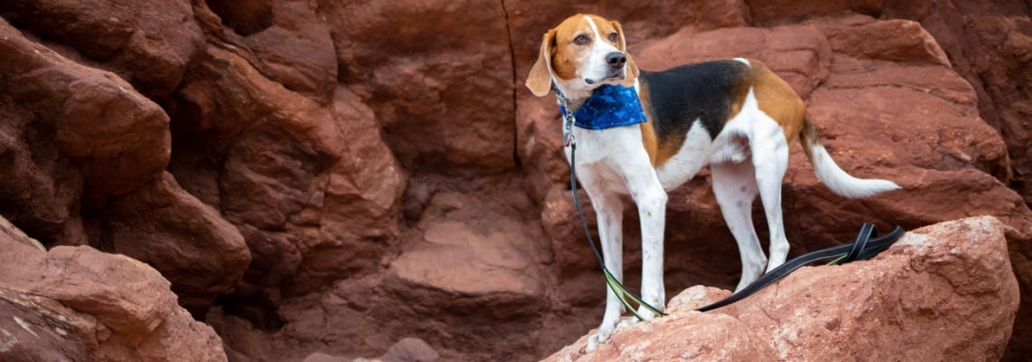 Foxhound américain - race de chien