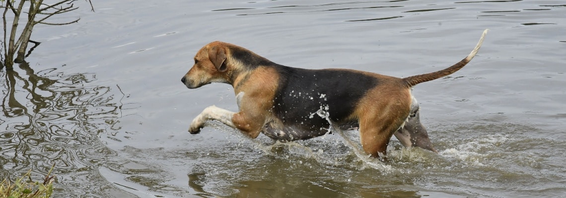 Foxhound anglais