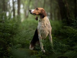 Foxhound anglais - chien