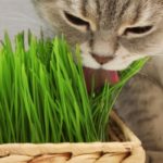 Herbe à chat