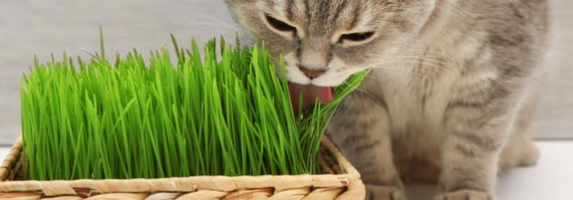 Herbe à chat