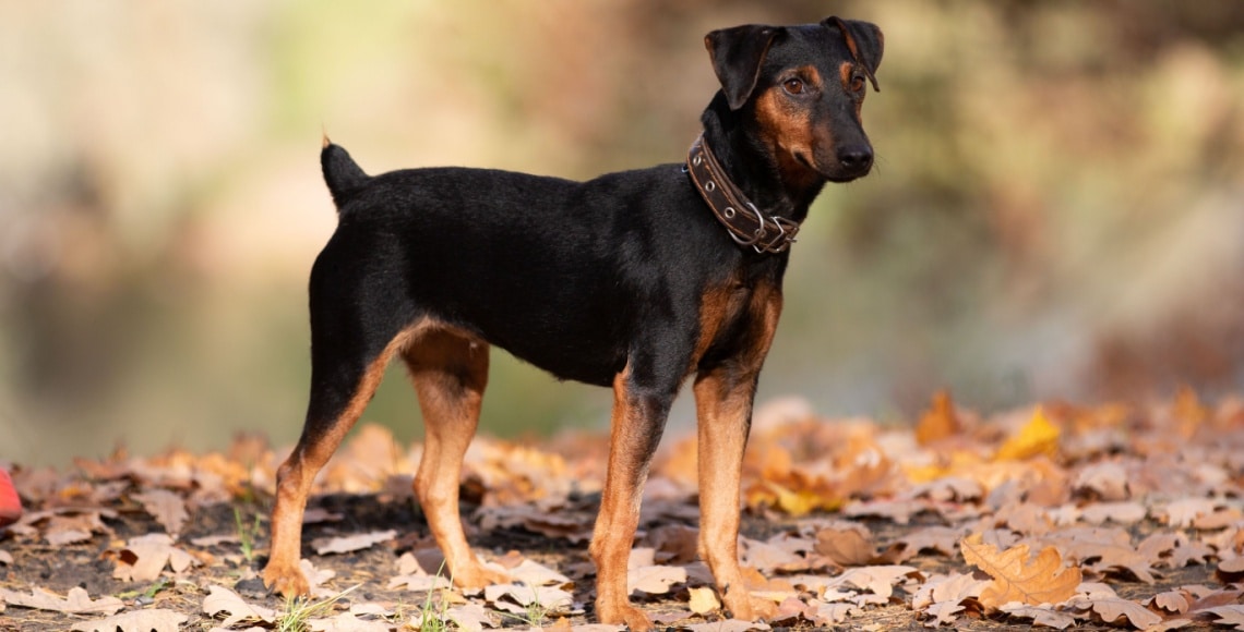 Jagd terrier