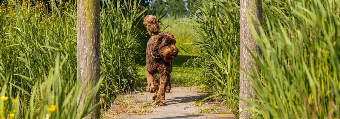 Labradoodle