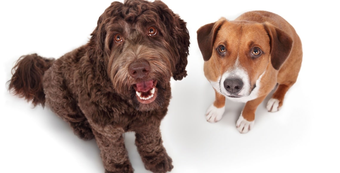 Labradoodle avec autre chien