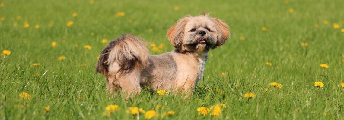 Lhassa Apso