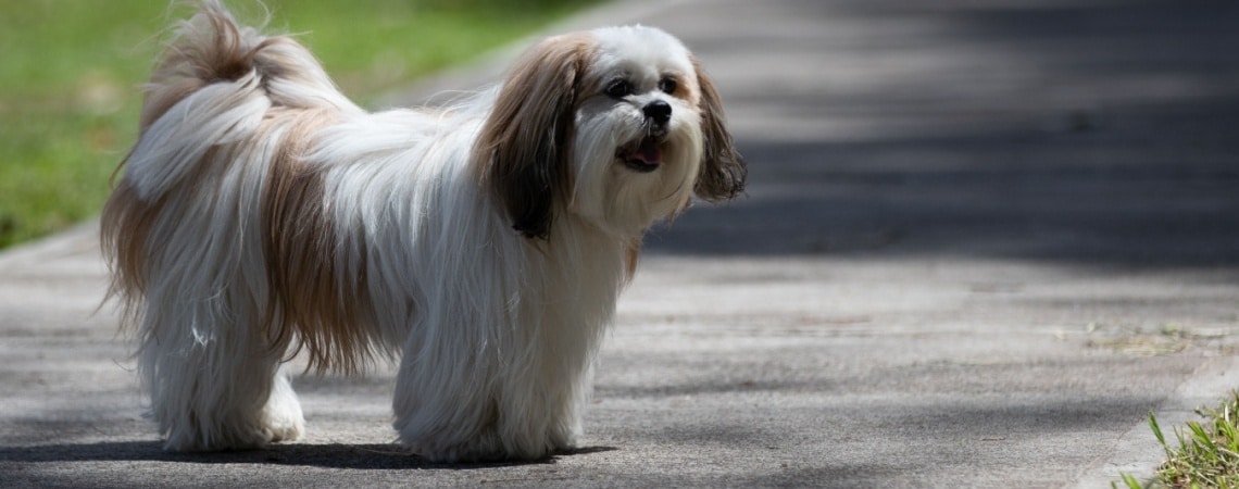 Lhassa Apso dehors