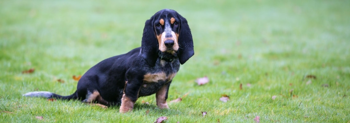 Hundeschild 'Petit Bleu De Gascogne' – Metallschild, DIN A4 | Stabile Tür- Oder Grundstücksbeschilderung