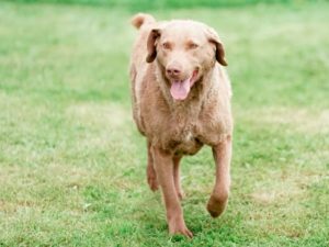 Retriever de la baie de chesapeake