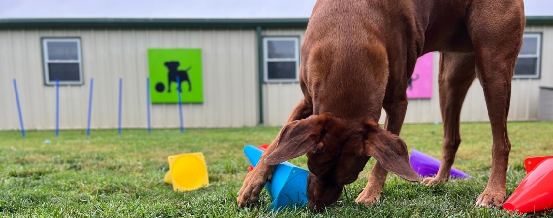 chien Rhodesian ridgeback