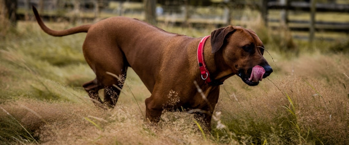 Rhodesian ridgeback chien