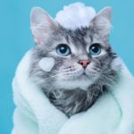 Shampoing pour chat au poil long