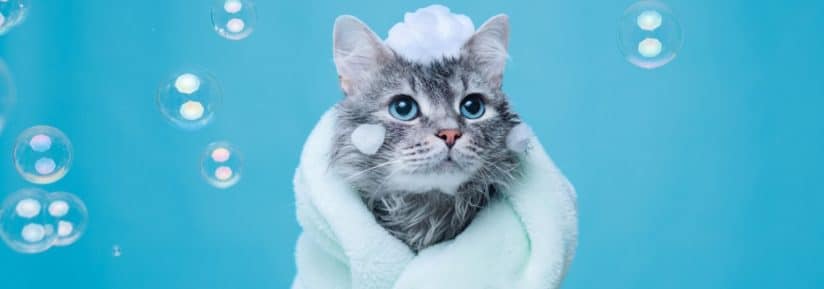 Shampoing pour chat au poil long